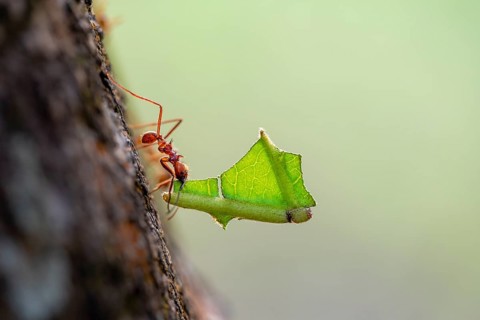 Leaf-cutter ant (Atta cephalotes) carrying a piece of leaf, rainforest, Tortuguero National Park,