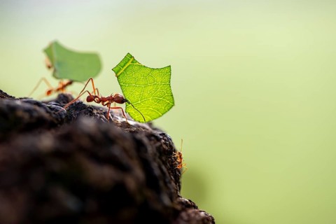 Leaf-cutter ant (Atta cephalotes) carrying a piece of leaf, rainforest, Tortuguero National Park,
