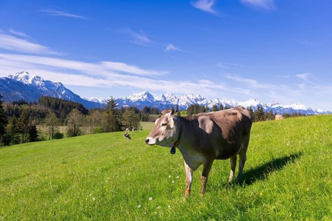 Dairy cows on a pasture, snow-covered mountains, hiking area, forest, trees, Allgaeu Alps, near