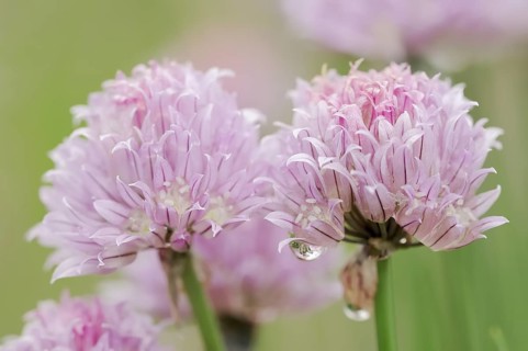 Chive (Allium schoenoprasum), flowers, North Rhine-Westphalia, Germany, Europe
