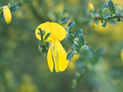 Flower of broom, common broom (Cytisus scoparius), Ratten, Styria, Austria, Europe