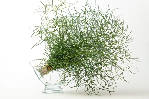 Bunch of fennel tied with hemp string in a glass bottle insulated on a white background and copy