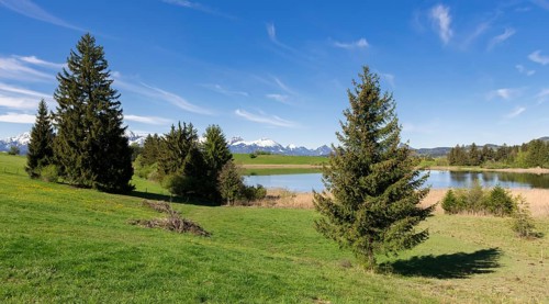 Fir trees on a meadow at Schapfensee near Fuessen, Allgaeu Alps, snow, forest, Buching, Ostallgaeu,