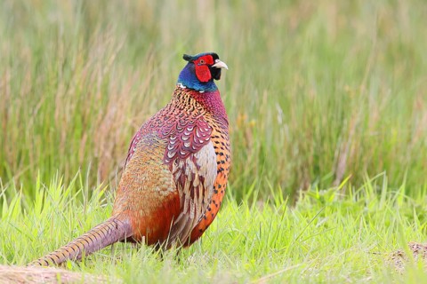 Pheasant, hunting pheasant (Phasianus colchicus), adult male bird in a meadow, wildlife, Lembruch,