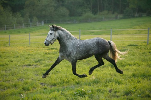 Andalusian, Andalusian horse