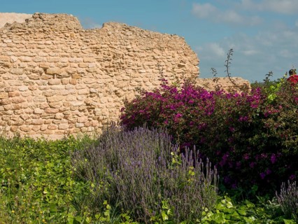 Purple flowers and green plants in front of an old, crumbling stone wall, Purple flowers and green