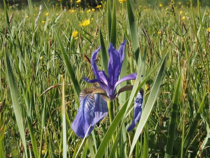 Siberian iris (Iris sibirica), near Irdning, Ennstal, Styria