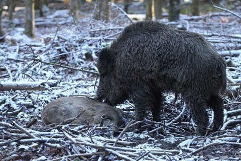 Wild boar (Sus scrofa) Boar in the snow, feeding on dead european roe deer (Capreolus capreolus)