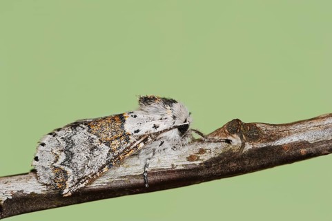 Sallow kitten moth (Furcula furcula), North Rhine-Westphalia, Germany, Europe