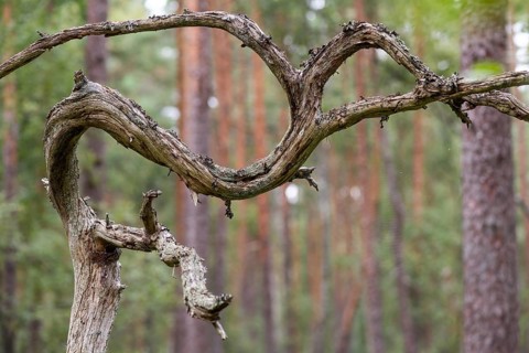 Dead branch growing in curves, Sweden, Europe