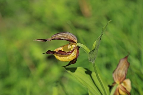 Yellow lady's slipper orchid (Cypripedium calceolus)