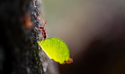 Leaf-cutter ant (Atta cephalotes) carrying a piece of leaf, rainforest, Tortuguero National Park,