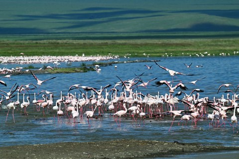 Lesser flamingos (Phoeniconaias minor), Ngorongoro Crater, Ngorongoro Conservation Area, Tanzania,