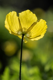 Welsh poppy (Meconopsis cambrica), Emsland, Lower Saxony, Germany, Europe
