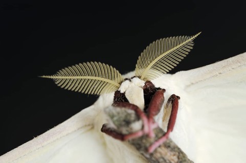 Indian luna moth (Actias selene), male, captive, occurrence in Asia