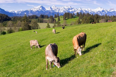 Dairy cows on a pasture, snow-covered mountains, hiking area, forest, trees, Allgaeu Alps, near