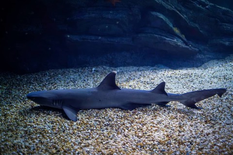 Whitetip reef shark on sand sea bottom