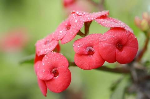 Crown of thorns (Euphorbia milii), flowers, native to Madagascar, ornamental plant, North