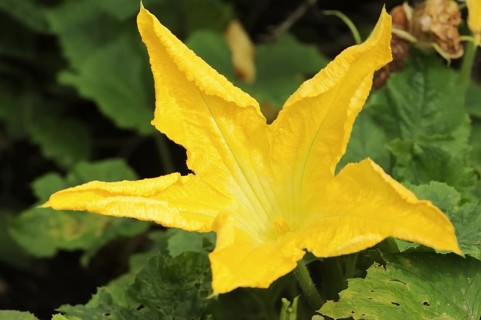 Garden pumpkin (Cucurbita pepo), flower, North Rhine-Westphalia, Germany, Europe