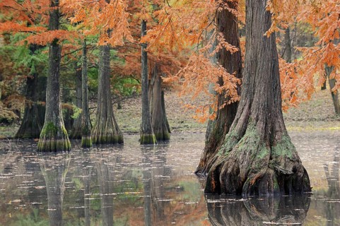 Bald cypress (Taxodium distichum) in autumn, North Rhine-Westphalia, Germany, Europe