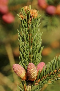 European spruce (Picea abies), flowers, North Rhine-Westphalia, Germany, Europe