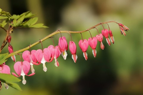 Lamprocapnos (Dicentra spectabilis), flowers, ornamental plant, North Rhine-Westphalia, Germany,