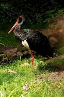 Northern Bald Ibis (Geronticus eremita) in the Nuremberg Zoo, Nuremberg, Middle Franconia, Bavaria,
