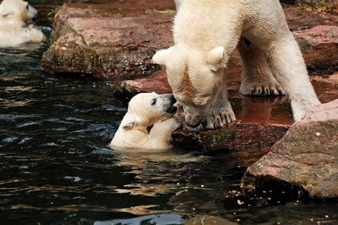 Polar bear mother with two young polar bears (Ursus maritimus), Nuremberg Zoo, Am Tiergarten 30,