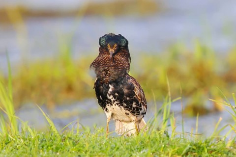 Ruff (Philomachus pugnax), mating behaviour, mating plumage, standing in wet meadow, snipe birds,