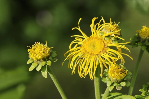 Elecampane (Inula helenium), flower, medicinal plant, North Rhine-Westphalia, Germany, Europe