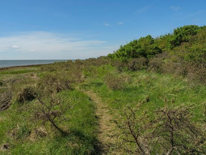 Natural path leads through a green landscape with bushes under a clear blue sky on the coast, dune