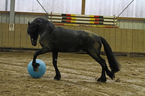 Friesian, Friesian horse, plays with the ball