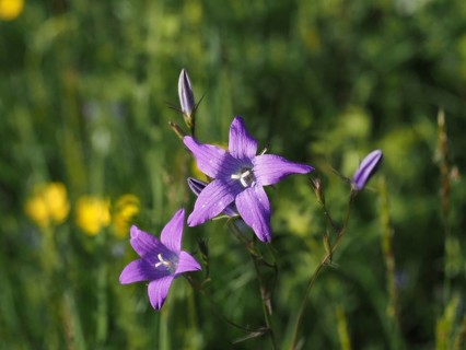 Spreading bellflower (Campanula patula), close-up with focus stacking, near Irdning, Ennstal,