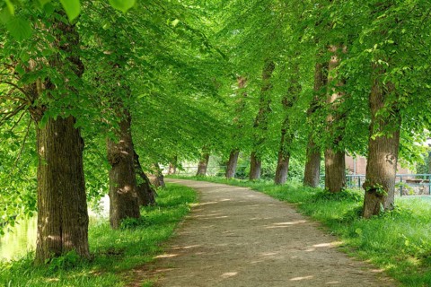Avenue, trees, Boizenburg, Mecklenburg-Vorpommern, Germany, Europe