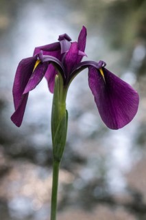Bristle-pointed iris (Iris setosa), Emsland, Lower Saxony, Germany, Europe
