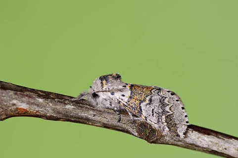 Sallow kitten moth (Furcula furcula), North Rhine-Westphalia, Germany, Europe