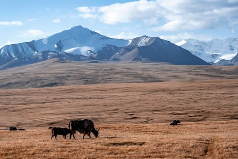 Glaciated and snow-covered mountains, yaks on the plateau in autumnal mountain landscape with