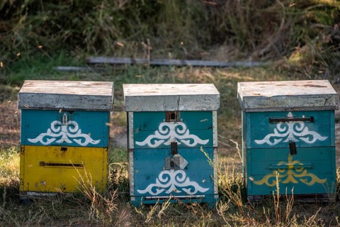 Colourfully painted beehives in a row, beekeeper, Kyrgyzstan, Asia