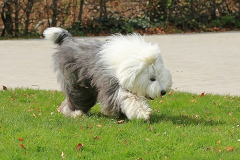 Bobtail, Old English Sheepdog