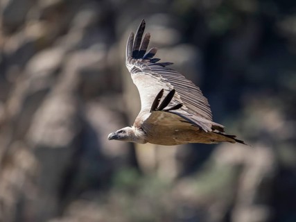 Griffon vulture (Gyps fulvus), Monfraguee National Park, Extremadura, Castilla La Mancha, Spain,