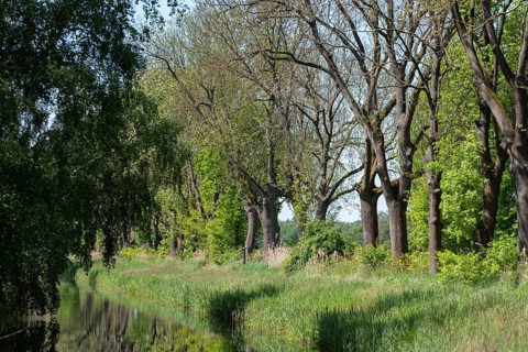 Avenue of trees by a quiet moat with lush greenery, Droemling Biosphere Reserve, Mannhausen,