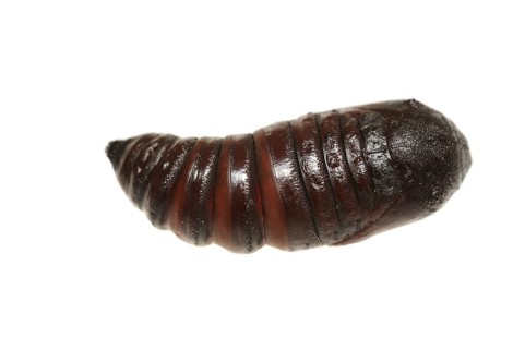 Indian luna moth (Actias selene), pupa against a white background, captive, occurrence in Asia