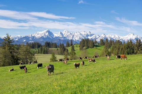 Dairy cows on a pasture, snow-covered mountains, hiking area, forest, trees, Allgaeu Alps, near