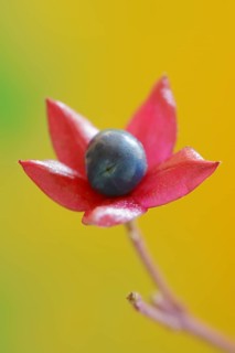 Japanese clerodendrum or Chinese clerodendrum (Clerodendrum trichotomum), fruiting stem, native to