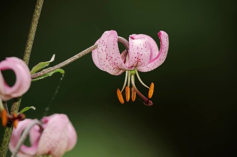 Turk's cap lily or martagon lily (Lilium martagon), flower, North Rhine-Westphalia, Germany, Europe
