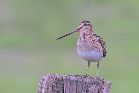 Snipe (Gallinago gallinago), standing on a pasture fence, snipe birds, wildlife, Ochsenmoor,