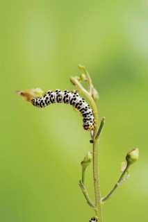 Brown-root monk (Shargacucullia scrophulariae), caterpillar, North Rhine-Westphalia, Germany,