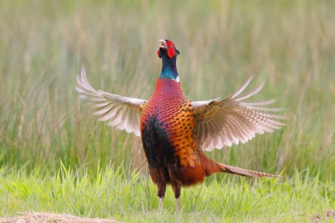Pheasant, hunting pheasant (Phasianus colchicus), adult male bird flapping its wings in a meadow,