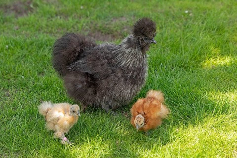 Silkie hen with chicks, Wittorf, Samtgemeinde Bardowick, Lower Saxony, Germany, Europe