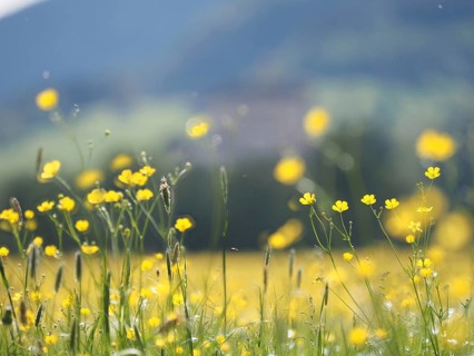 Meadow with tall buttercups (Ranunculus acris), buttercup, common buttercup, near Irdning, Ennstal,